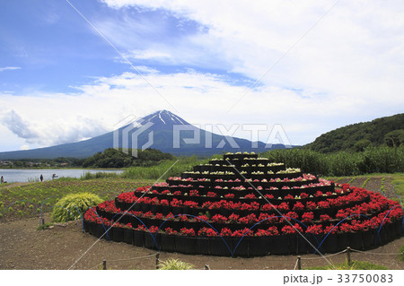 大石公園にて(花富士と富士山) 大石公園にて(花富士と富士山) 33750083