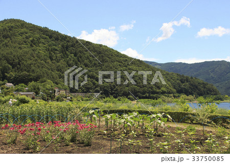 初夏の大石公園にて 初夏の大石公園にて 33750085