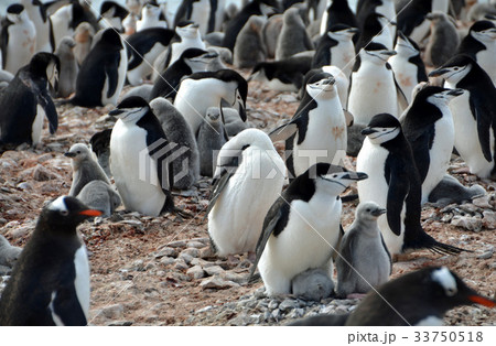 南極半島のペンギン 33750518