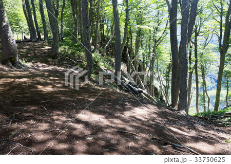 Hilltop forest views Hilltop forest views 33750625