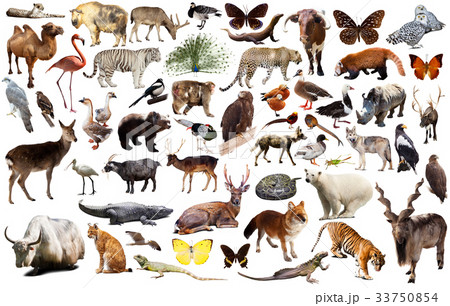 animal collection asia animal collection asia 33750854