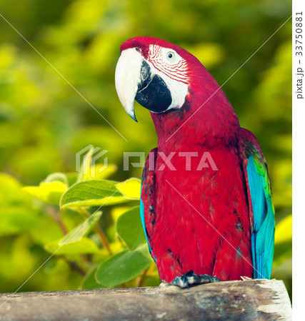 Red-and-green Macaw Red-and-green Macaw 33750881