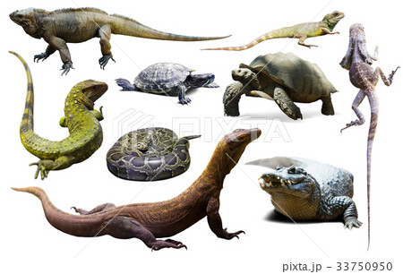 set of reptiles isolated set of reptiles isolated 33750950