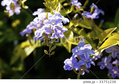 タイワンレンギョウ タイワンレンギョウ 33751236