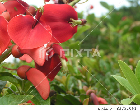 夏の花にぴったり 情熱の赤い花アメリカデイゴの花の写真素材