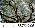 Big tree green leaf 33754206