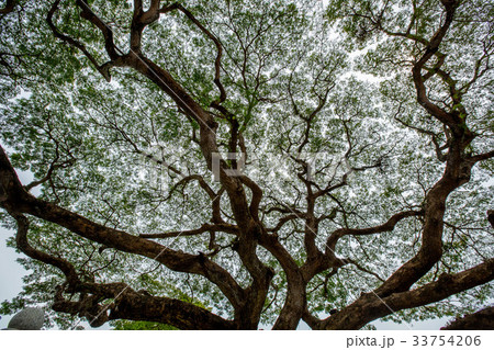 Big tree green leaf 33754206