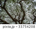 Big tree green leaf 33754208