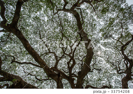 Big tree green leaf 33754208