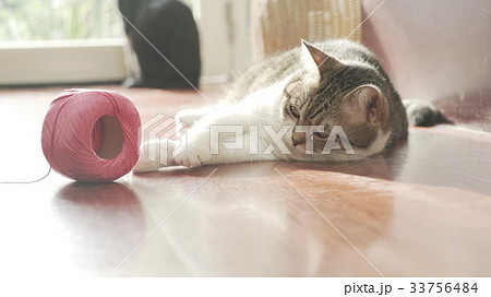 cat cat 33756484