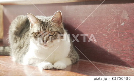 cat cat 33756486