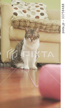 cat cat 33756488