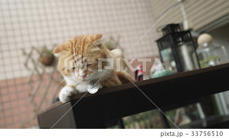 cat cat 33756510