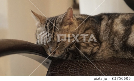 cat 33756609