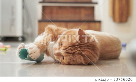 cat 33756626