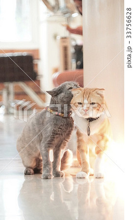 cat cat 33756628