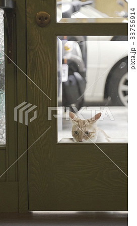 cat 33756914