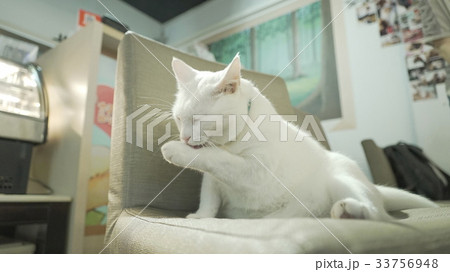 cat cat 33756948