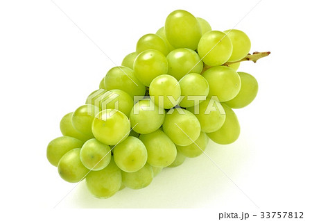 ブドウ 葡萄の シャインマスカット 皮も食べられるブドウです の写真素材