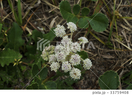 ハマボウフウ 花 植物 33759408