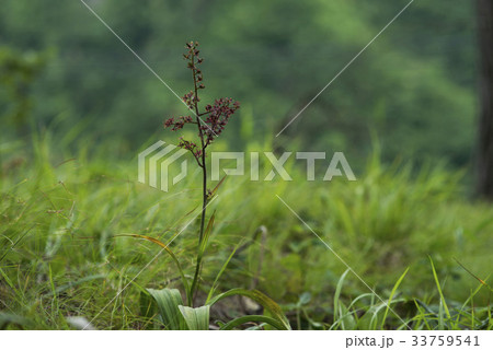 花 植物 野生の花 33759541