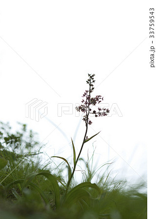 花 植物 野生の花 33759543