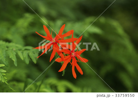 花 赤 野生の花 33759550