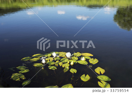 各市修練 花 修練 33759554