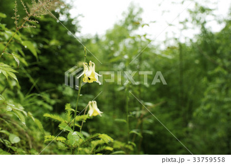 花 オダマキの花 野生の花 33759558