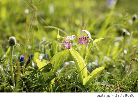 花 植物 野生の花 33759636