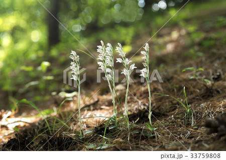秋の花 花 ミヤマウズラ 33759808