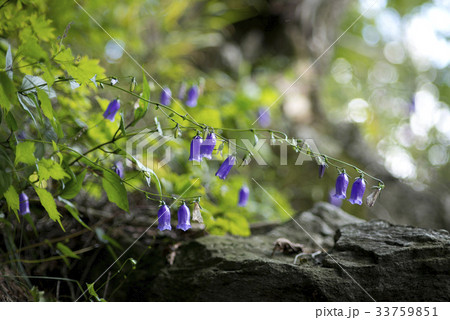 金剛ランタン 花 野生の花の写真素材