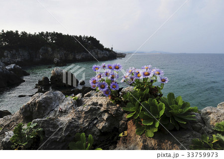 江原道 海 野生の花 33759973