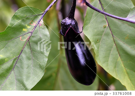 収穫前の茄子 収穫前の茄子 33761008