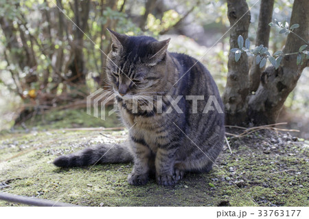 綺麗で可愛い野良猫の写真素材