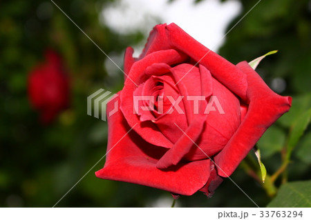 告白のバラ　赤 33763294