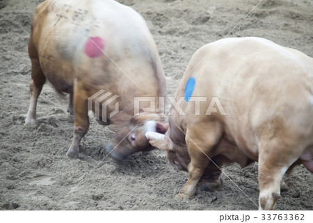 慶北 民俗遊び 小 33763362