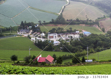 江原道 村 白菜畑 33763404