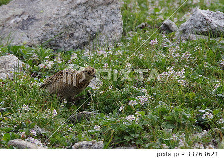 雷鳥：雛 33763621