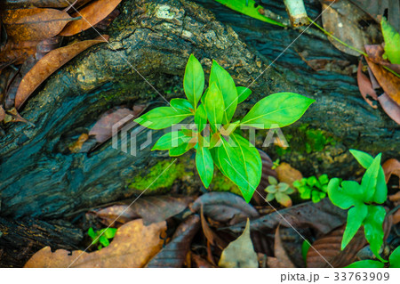 Green plant growing among the dry leaf 33763909