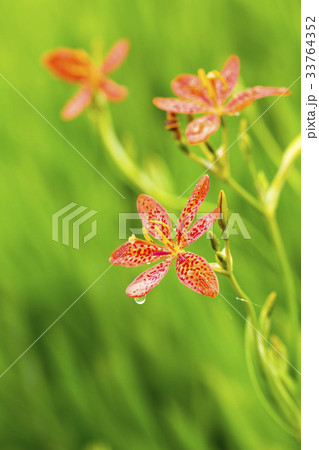 花 水滴 ヒオウギ 33764352