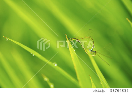 水滴 糸トンボ 露 33764355