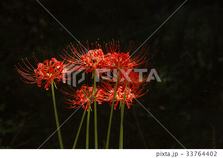 花 コトムルト 赤 33764402