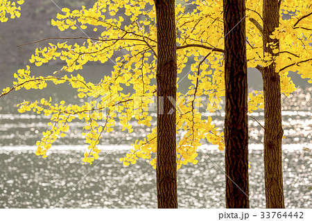 南怡島 イチョウ イチョウの葉 33764442