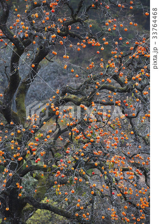 感 柿の木 忠清北道 33764468