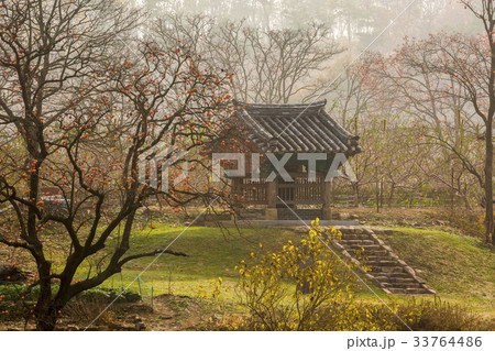 柿の木 祠堂 霧 33764486