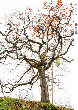 柿の木 農家 はしご 33764491