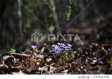 ケンケンイフル 花 見よ 33764740