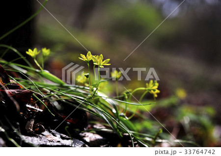 花 赤ちゃんのうち凡そ 野生の花 33764742