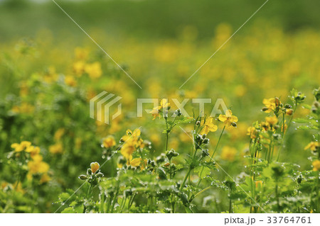 花 クサノオウ 野生の花 33764761